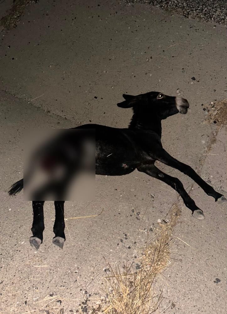 Surucu Neye Ugradigini Sasirdi Yola Cikan Esek Kazaya Neden Oldu (2)