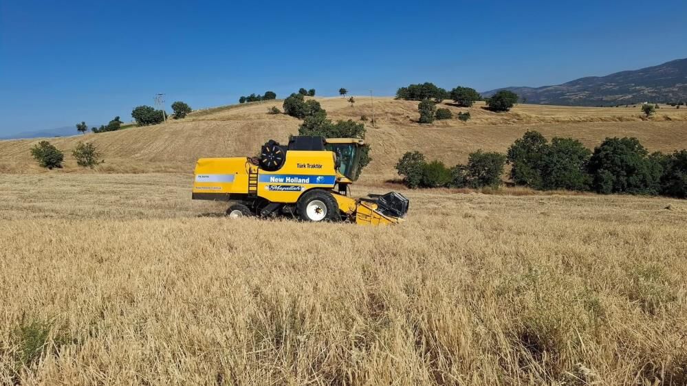 Tarladaki Urun Bicerdover Bekliyor Manisada Hasat Sezonu Gecikmeli Basladi (2)