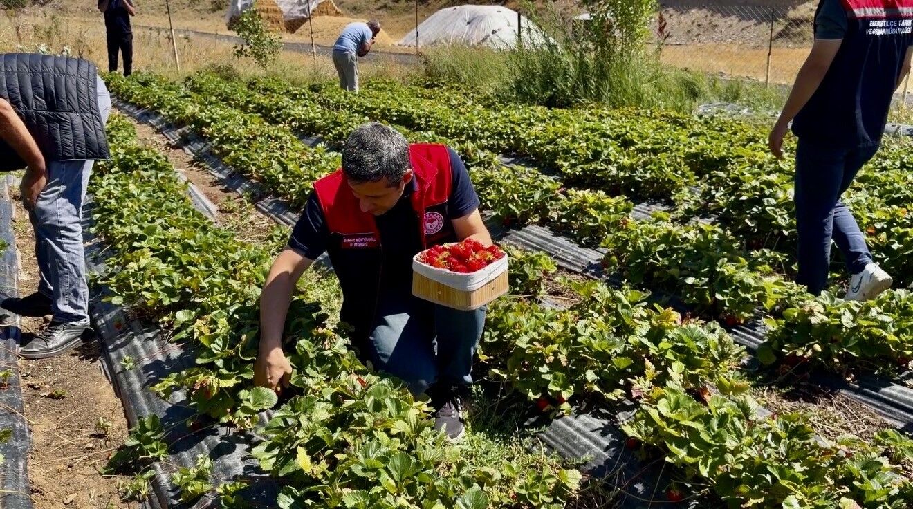 Türkiye’nin En Soğuk Illerinden Birinde Şaşırtan Üretim Dekar Başına 2 Ton Çilek (2)