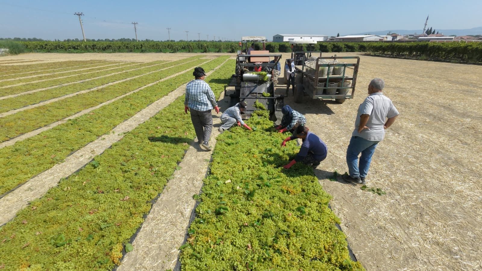 Uzum Ureticisini Fire Korkusu Sardi Rekolte Kadar Kayip Endisesi (3)