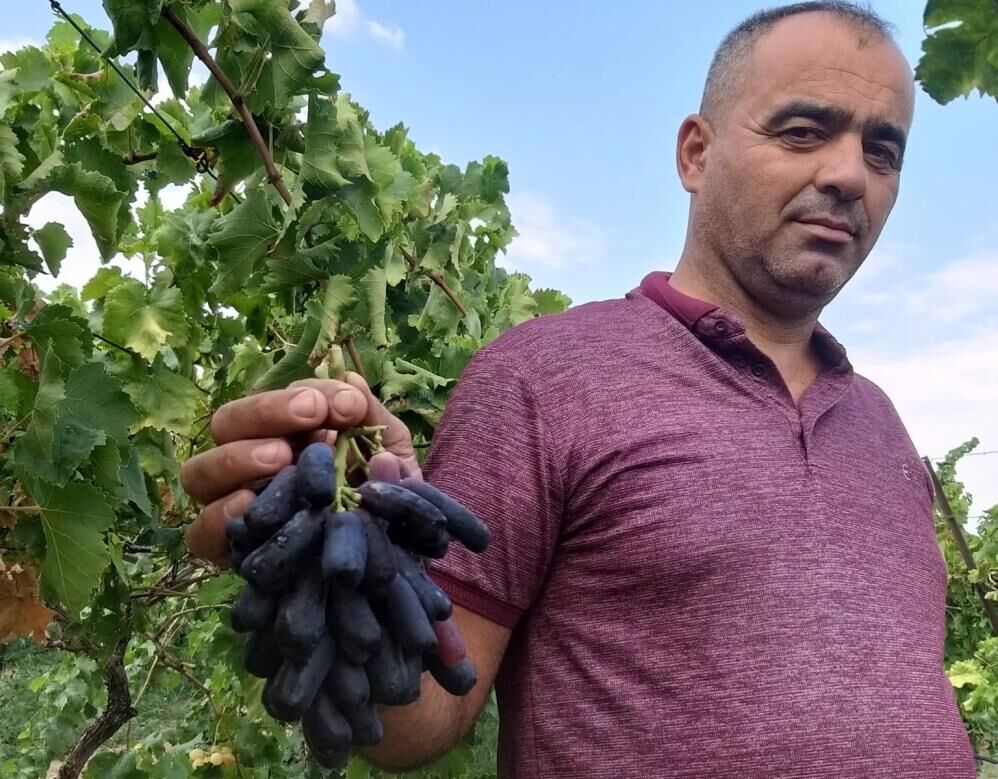 Dort Yil Bekledi Ilk Hasatta 7 Ton Aldi Ilk Hasatta Sasirtti (2)