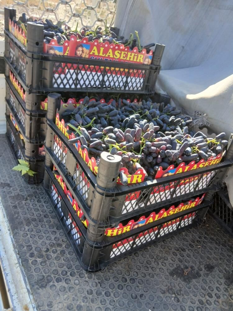Dort Yil Bekledi Ilk Hasatta 7 Ton Aldi Ilk Hasatta Sasirtti (3)