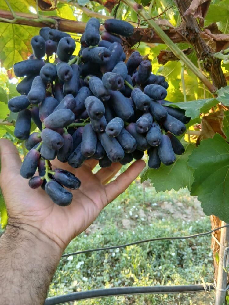 Dort Yil Bekledi Ilk Hasatta 7 Ton Aldi Ilk Hasatta Sasirtti (6)