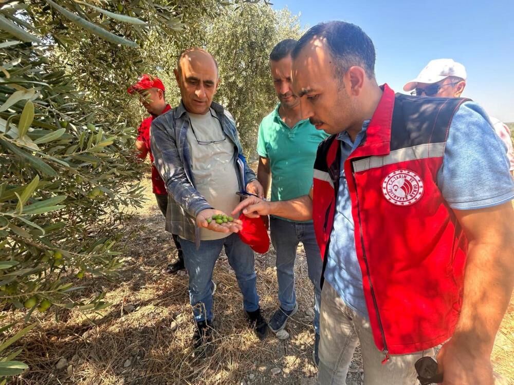 Manisada Zeytin Mesaisi Basladi 2026 Rekoltesi Sahada Belirlenecek (2)