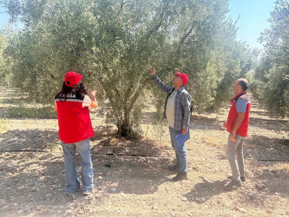 Manisada Zeytin Mesaisi Basladi 2026 Rekoltesi Sahada Belirlenecek (4)