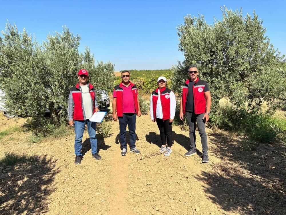 Manisada Zeytin Mesaisi Basladi 2026 Rekoltesi Sahada Belirlenecek (5)