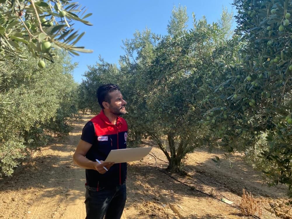 Manisada Zeytin Mesaisi Basladi 2026 Rekoltesi Sahada Belirlenecek (6)