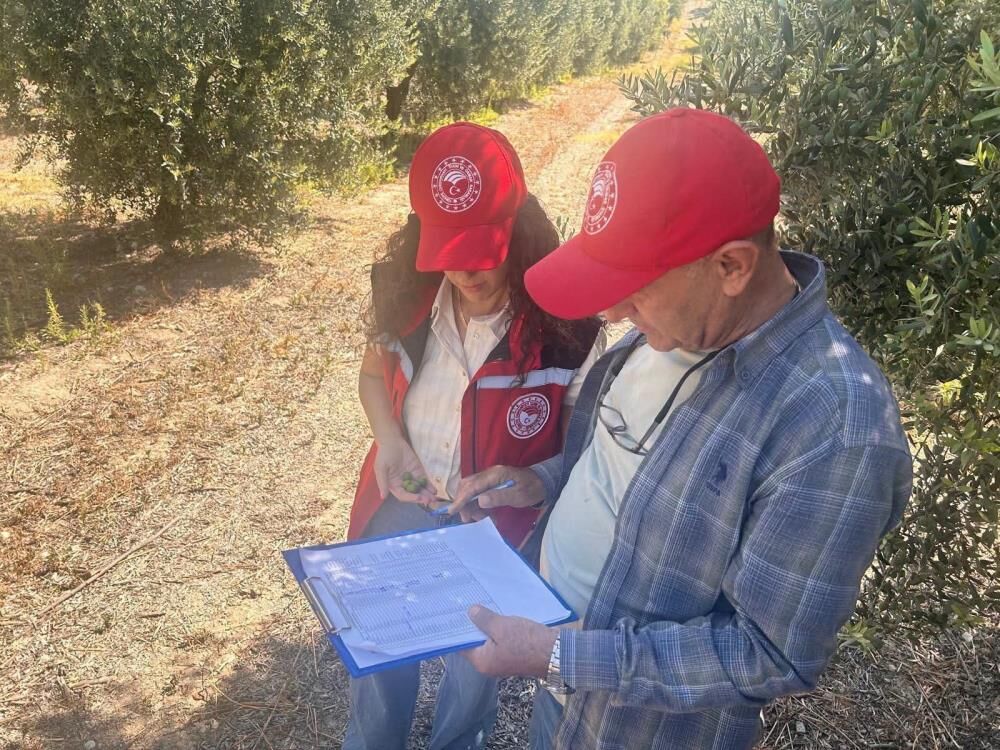 Manisada Zeytin Mesaisi Basladi 2026 Rekoltesi Sahada Belirlenecek (7)