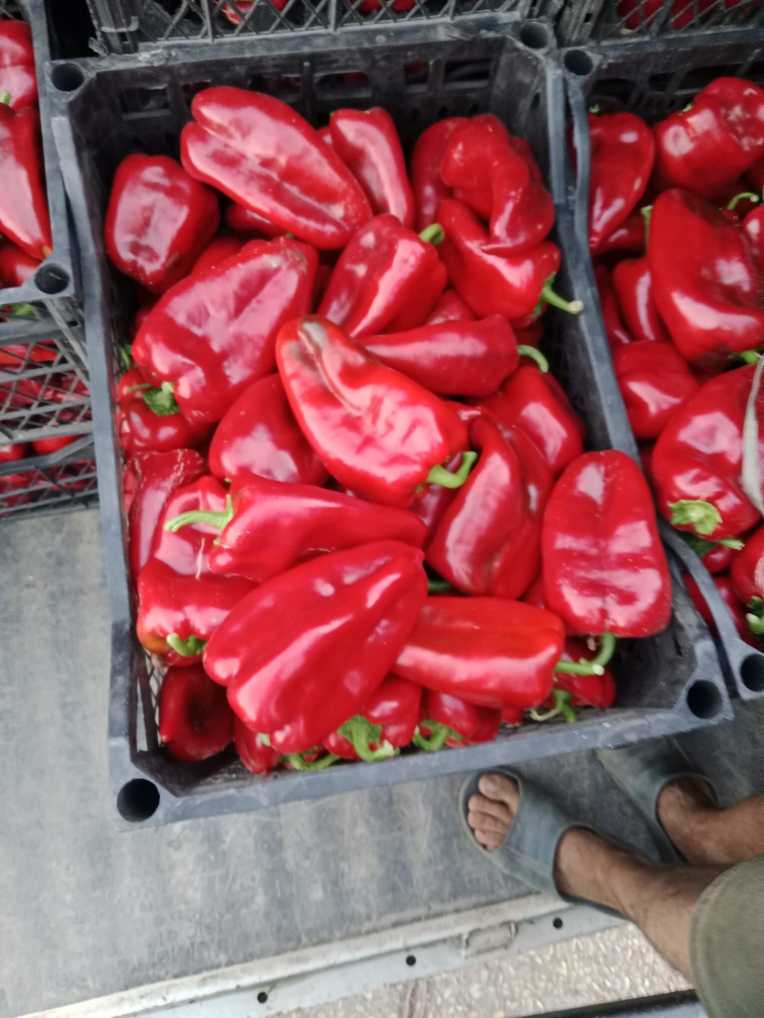 Sali̇hli̇ Kapya (3)