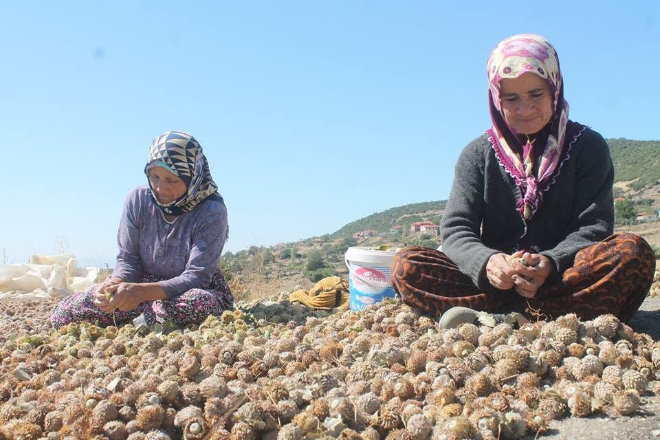 Sali̇hli̇ Palamut (3)