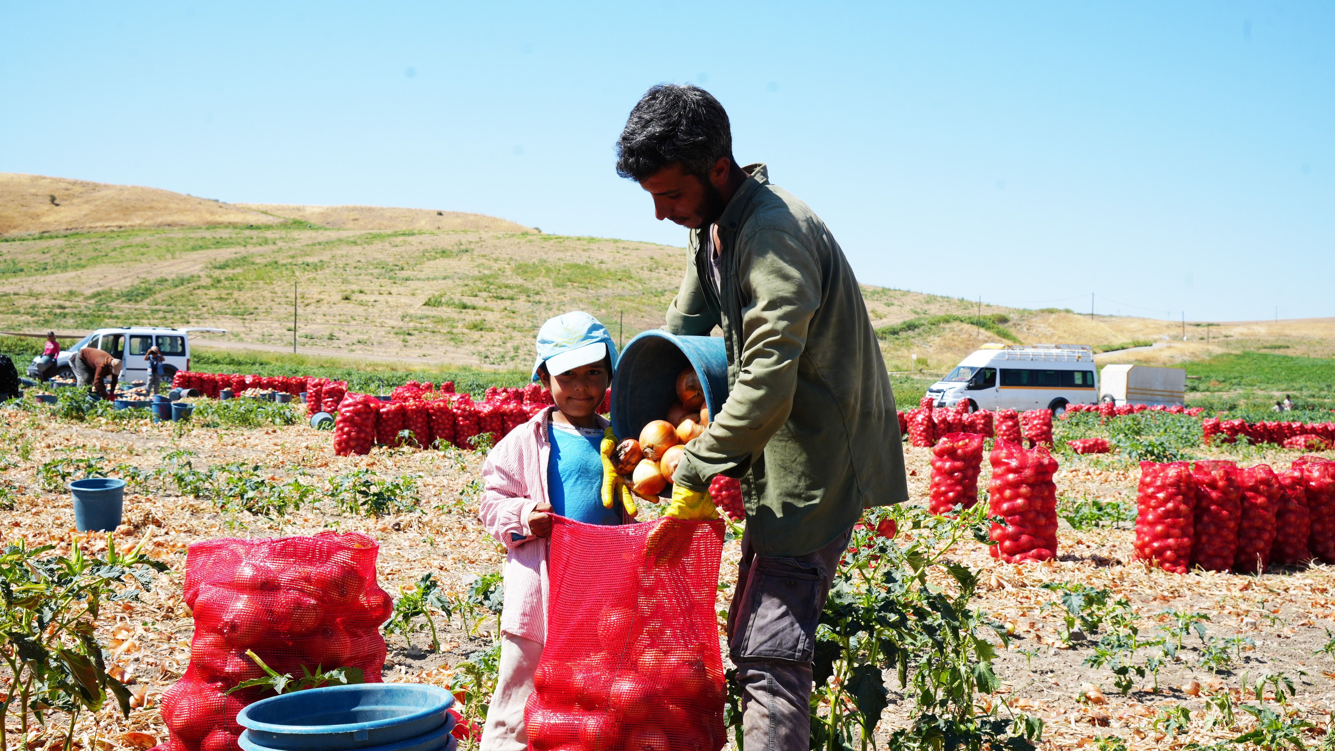 Turkiyenin Sogan Tarlalari Kirmiziya Burundu Baskentte 300 Kisilik Mesai Basladi (3)