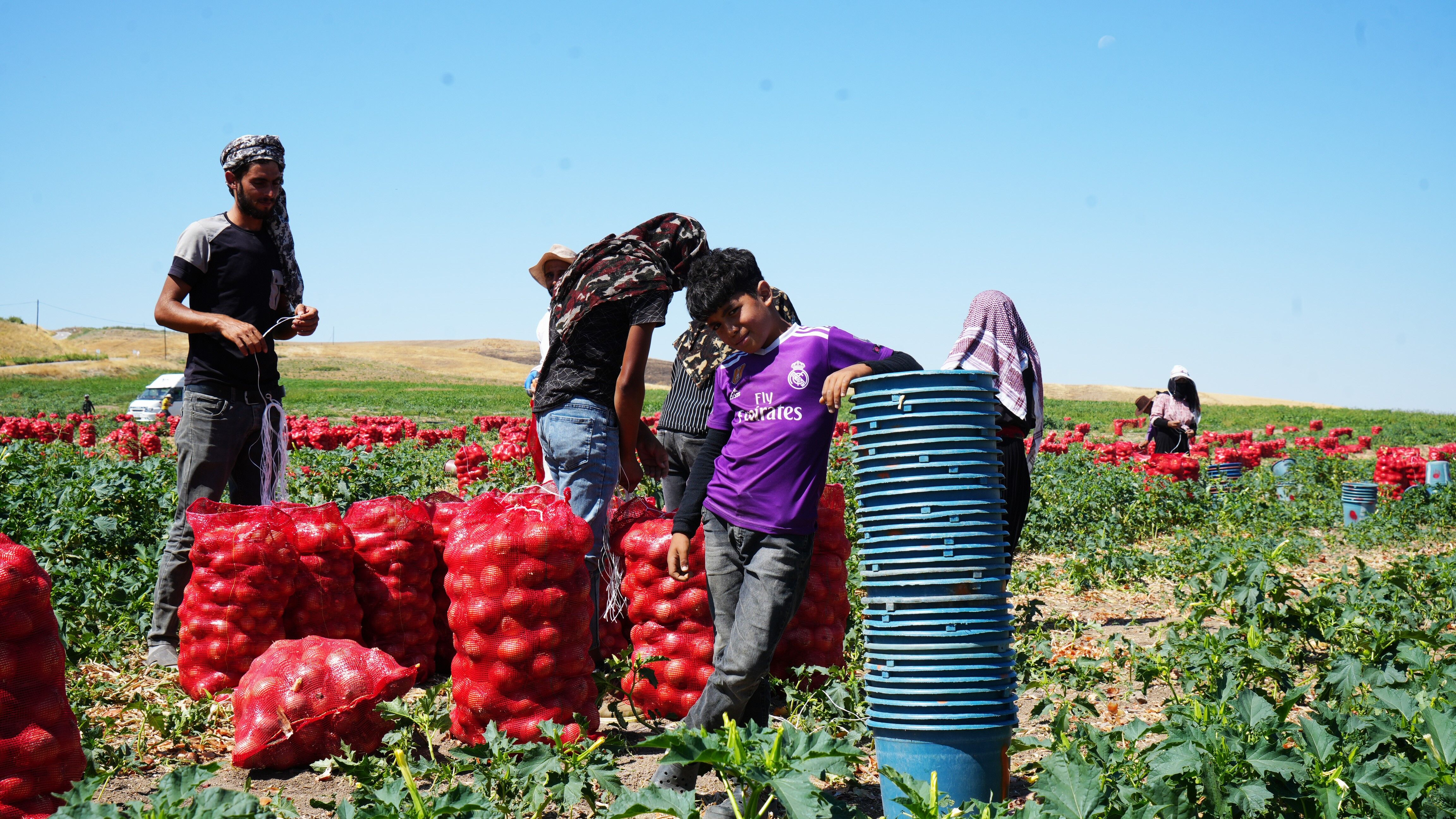 Turkiyenin Sogan Tarlalari Kirmiziya Burundu Baskentte 300 Kisilik Mesai Basladi (7)