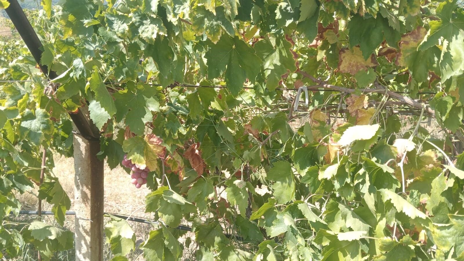 Ureticiyi Yikan Manzara Bagdaki 2 Ton Uzum Bir Gecede Yok Oldu (2)