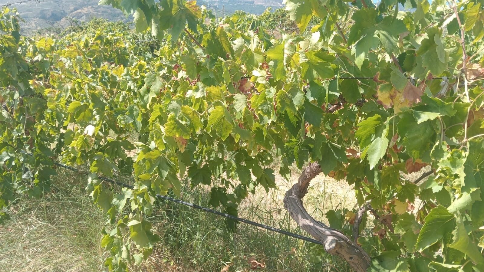 Ureticiyi Yikan Manzara Bagdaki 2 Ton Uzum Bir Gecede Yok Oldu (3)